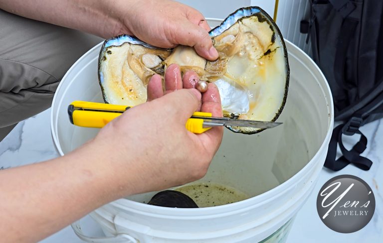 A bead-nucleated pearl being removed from an opened freshwater mussel
